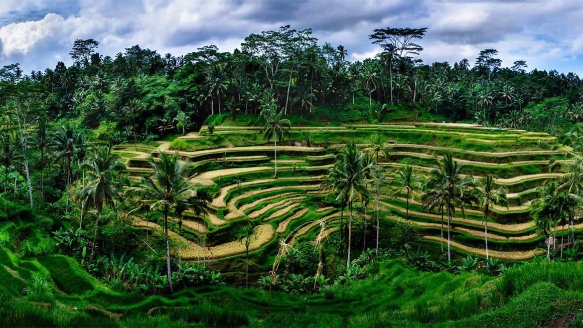 Tegalalang Rice Terraces - Bali Holiday Secrets